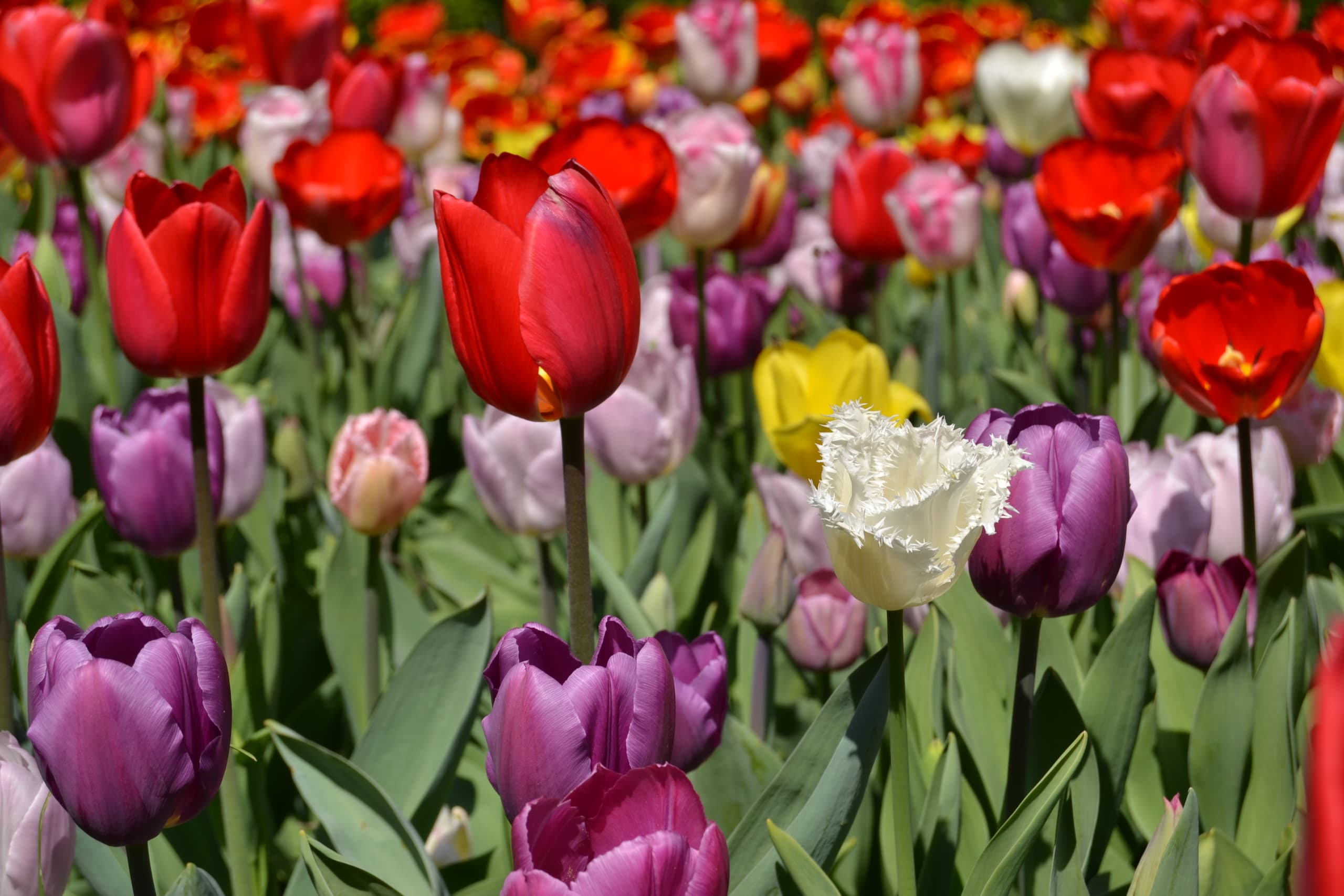 Amsterdam e Rotterdam